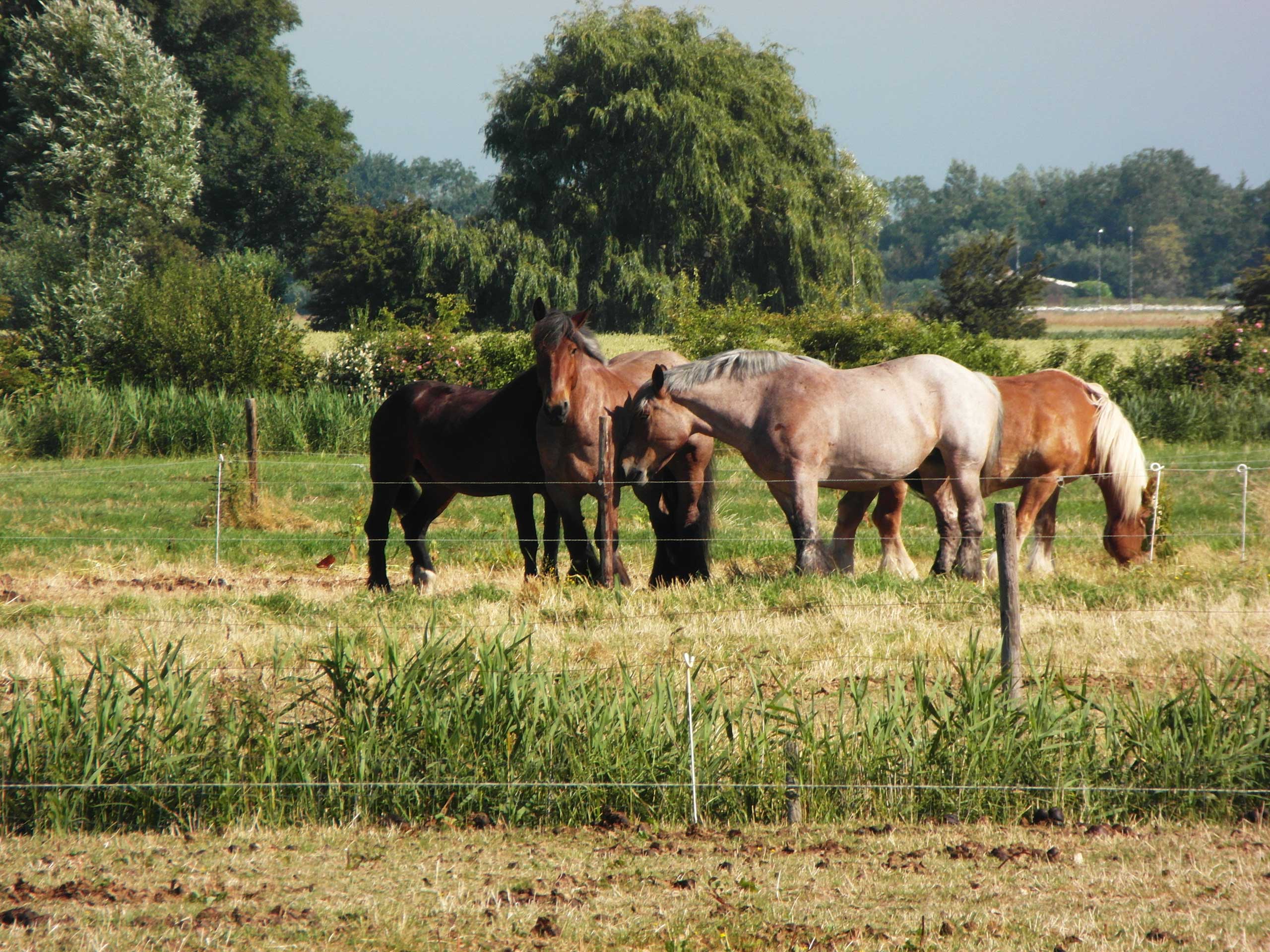 vakantie met je eigen paard op het platteland van Walcheren in Zeeland